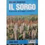 Il sorgo. Da granella
