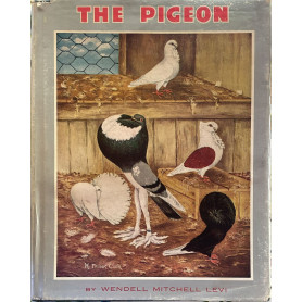 The Pigeon