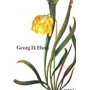 Georg D. Ehret