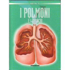 I polmoni e i bronchi.