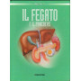 Il fegato e il pancreas.